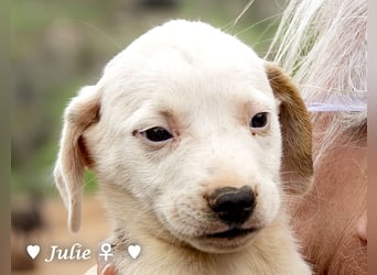 Juna, Julie, Joanna und Jill  suchen ab Dezember  ein Zuhause