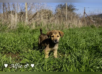 Alfie und seine Geschwister suchen ein Zuhause