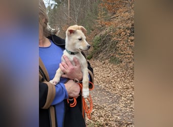 Kleiner Willie in der Südpfalz zu besuchen