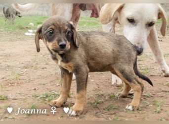 Juna, Julie, Joanna und Jill  suchen ab Dezember  ein Zuhause