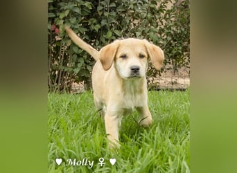 Polly (reserviert)  und Molly suchen ein Zuhause