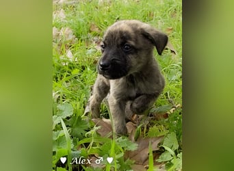 Sechs süße Welpen  suchen ein Zuhause