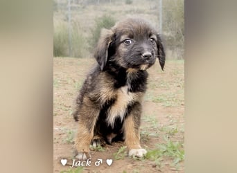 Jack, John und Jim suchen ab Januar ein Zuhause