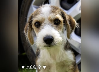 Aliki ist der einzige Welpe, der den Giftanschlag überlebt hat