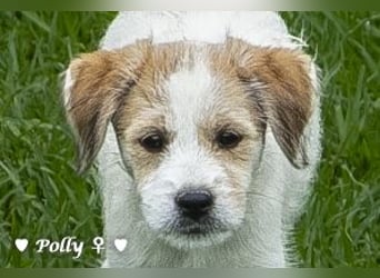 Polly und Molly suchen ein Zuhause