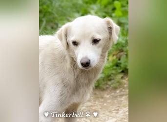 Tinkerbell und ihre Welpen   suchen ab Januar ein Zuhause