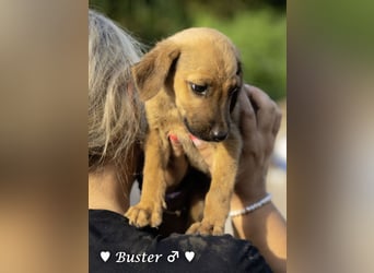 Buster sucht ein Zuhause