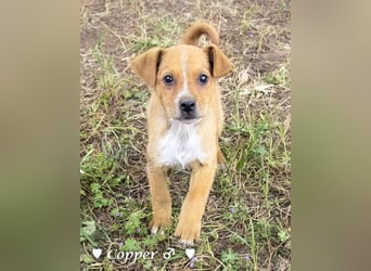 Copper m., Cinnamon w. und Carmella w. suchen  ein Zuhause