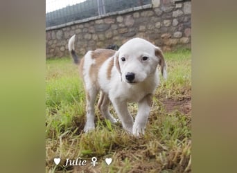 Update: Julie, John und Jim suchen ab Dezember ein Zuhause