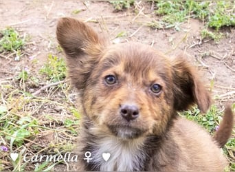 Copper m., Cinnamon w. und Carmella w. suchen  ein Zuhause