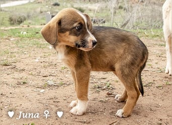 Juna, Julie, Joanna und Jill  suchen ab Dezember  ein Zuhause