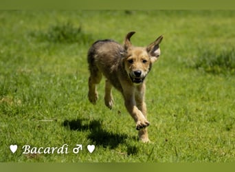 Bacardi, Biala, Babette und Bizou suchen ab August ihr Zuhause
