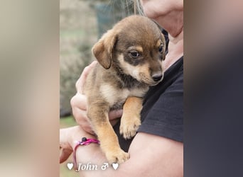 Jack, John und Jim suchen ab Januar ein Zuhause
