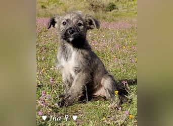 Inka und ihre Welpen suchen ein Zuhause