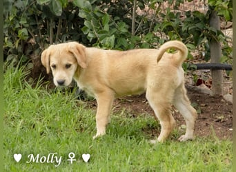 Polly und Molly suchen ein Zuhause