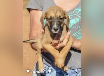 Update: Juna, Julie, Joanna und Jill  suchen ab Dezember  ein Zuhause