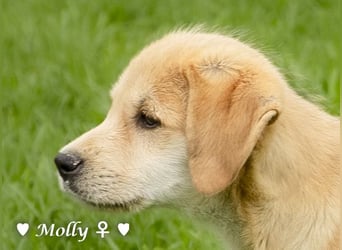 Polly (reserviert)  und Molly suchen ein Zuhause