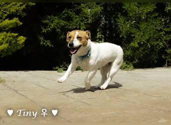 Winzling Tiny sucht ihr Zuhause