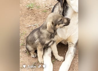 Jack, John und Jim suchen ab Januar ein Zuhause