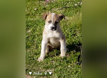 Update: Ein Winzling  sucht ein Zuhause