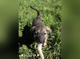 Alfie und seine Geschwister suchen ein Zuhause