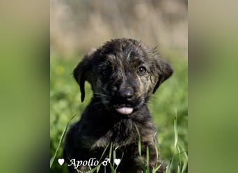 Alfie und seine Geschwister suchen ein Zuhause