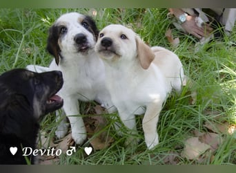 Devito, Casper, Lily und Dove  suchen ihre Familie ab Oktober