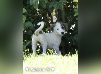 Bacardi, Biala, Babette und Bizou suchen ab August ihr Zuhause