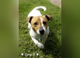 Winzling Tiny sucht ihr Zuhause