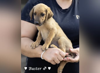 Buster sucht ein Zuhause