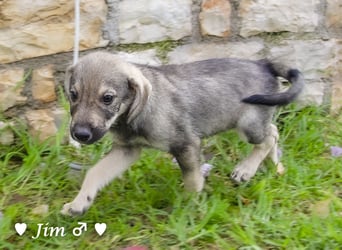 Update:  John und Jim suchen ab Dezember ein Zuhause