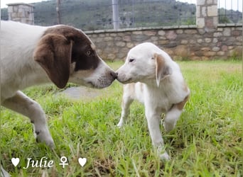 Update: Juna, Julie, Joanna und Jill  suchen ab Dezember  ein Zuhause