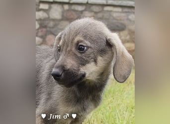 John und Jim suchen ab Dezember ein Zuhause