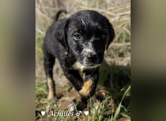 Alfie und seine Geschwister suchen ein Zuhause