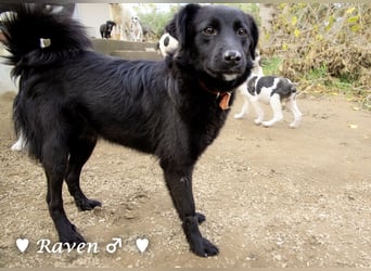 Raven sucht ab Januar ein Zuhause