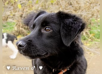Raven sucht ab Januar ein Zuhause