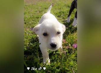 Inka und ihre Welpen suchen ein Zuhause