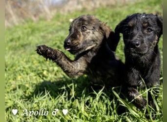 Alfie und seine Geschwister suchen ein Zuhause
