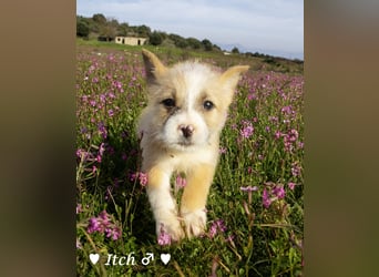 Inka und ihre Welpen suchen ein Zuhause