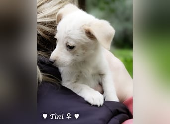 Tinkerbell und ihre Welpen   suchen ab Januar ein Zuhause