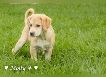 Polly (reserviert)  und Molly suchen ein Zuhause