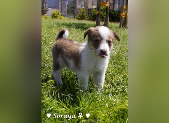 Soraya sucht  ein Zuhause