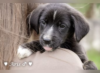 Sechs süße Welpen  suchen ein Zuhause