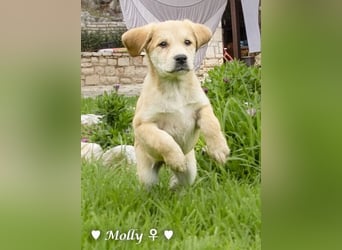 Polly und Molly suchen ein Zuhause
