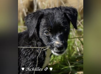 Alfie und seine Geschwister suchen ein Zuhause