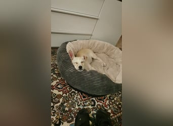 Kleiner Willie in der Südpfalz zu besuchen