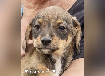 Juna, Julie, Joanna und Jill  suchen ab Dezember  ein Zuhause