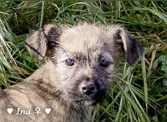 Inka und ihre Welpen suchen ein Zuhause