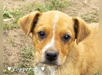 Copper m., Cinnamon w. und Carmella w. suchen  ein Zuhause