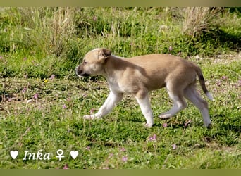 Inka und ihre Welpen suchen ein Zuhause